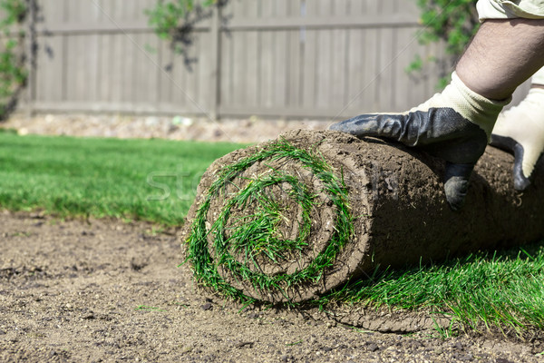 Nouvelle pelouse herbe fond tapis [[stock_photo]] © mblach