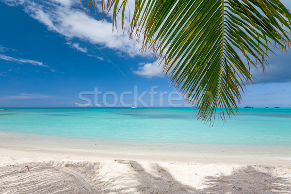 Plage tropicale tropicales sable blanc plage nature paysage [[stock_photo]] © mblach