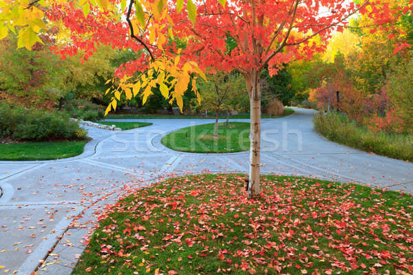 fall Stock photo © mblach