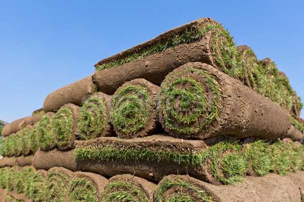 Sod rolls Stock photo © mblach