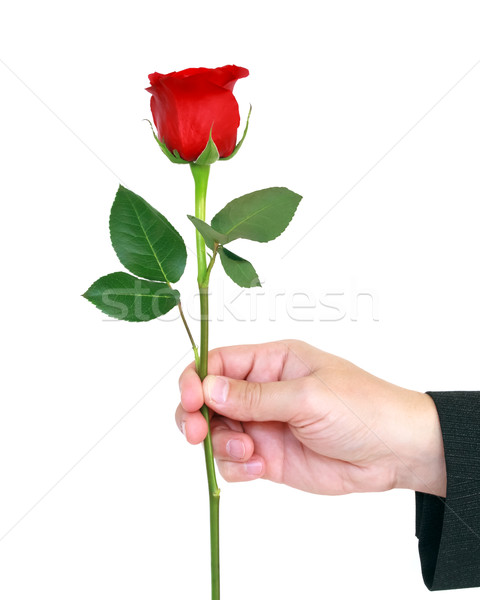 Stock foto: Rote · Rose · männlich · Hand · Mann · halten · Blume