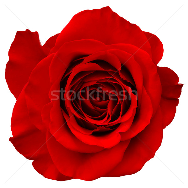 Stok fotoğraf: Kırmızı · gül · yalıtılmış · beyaz · çiçek · sevmek · gül