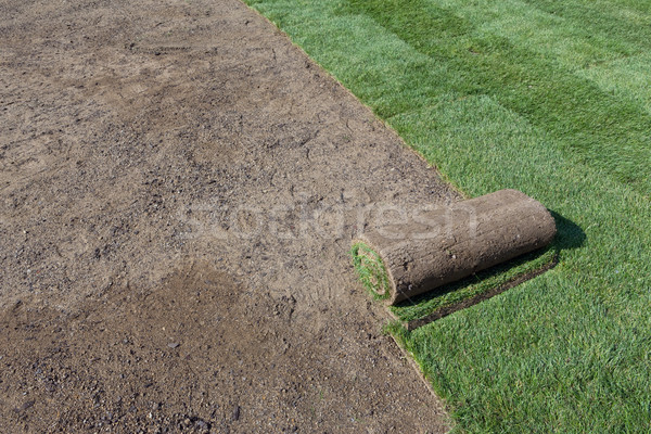 New lawn Stock photo © mblach
