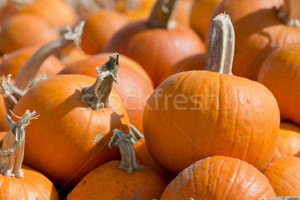 pumpkins Stock photo © mblach
