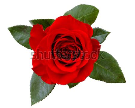 red rose Stock photo © mblach