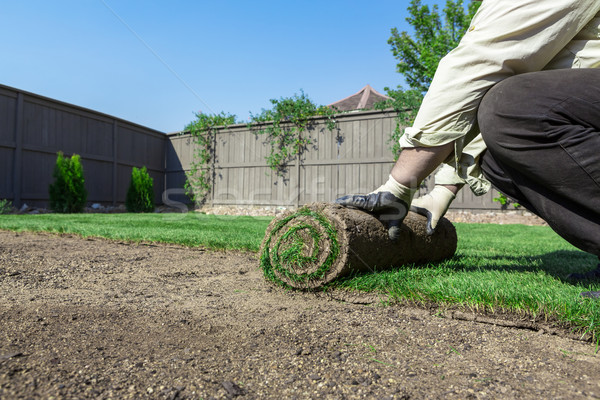 Nouvelle pelouse herbe fond tapis [[stock_photo]] © mblach