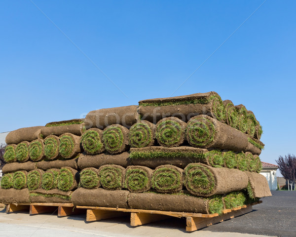 Sod rolls Stock photo © mblach