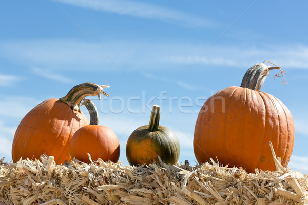 pumpkin patch Stock photo © mblach