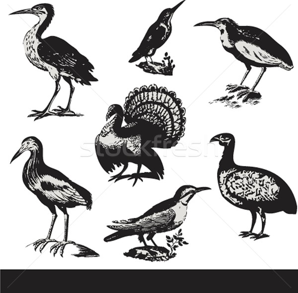 Vintage vogels illustraties vector ingesteld baby Stockfoto © mcherevan