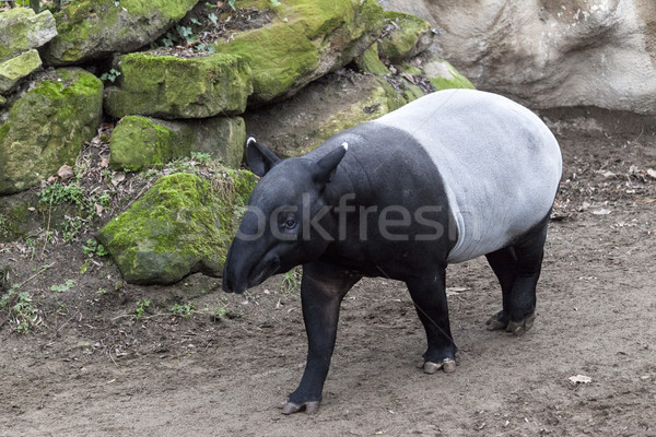 The male tapir runs along the trail to the waterhole. Stock photo © mcherevan
