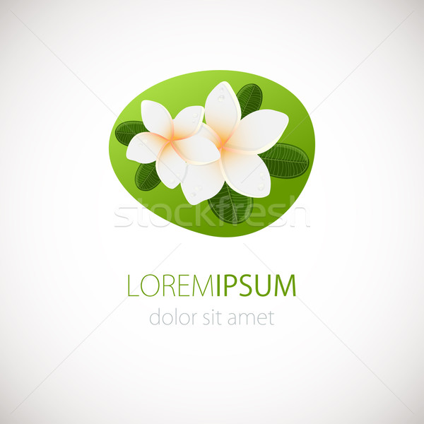 White plumeria flower logotype. Vector illustration of white Two Frangipani flowers with green leave Stock photo © mcherevan