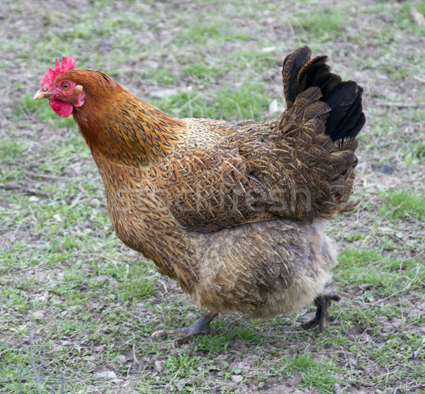 Brown chicken running for their business Stock photo © mcherevan