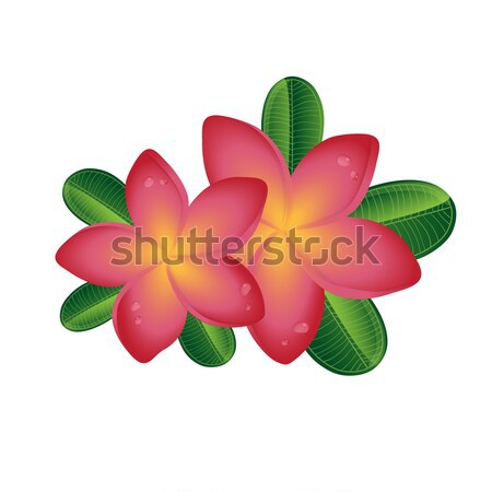 Pink Plumeria  frangipany flowers with leaves isolated on white background Stock photo © mcherevan