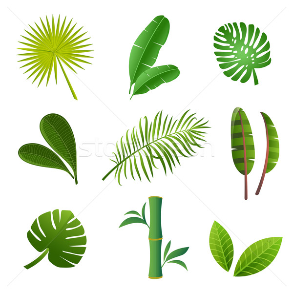Tropical Plante Set Frunze Verzi Floare Flori Ilustratie Vectoriala C Maria Cherevan Mcherevan 6522723 Stockfresh