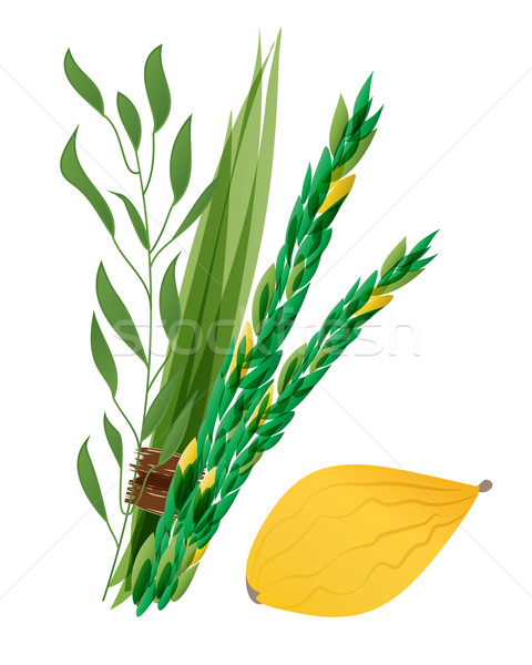 Vetor illustration of four species - palm, willow, myrtle , lemon - symbols of Jewish holiday Sukkot Stock photo © mcherevan