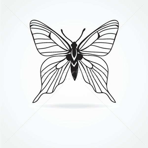 butterfly isolated on white background Stock photo © mcherevan