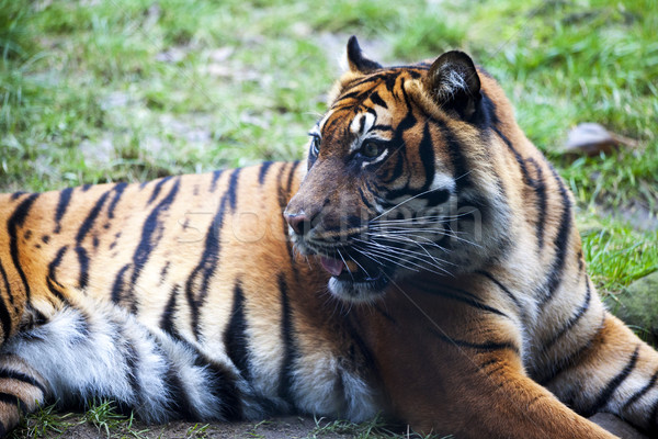 Muzzle Tiger closeup Tiger lying down and looking to the forest. Large fangs jaws large, bright coat Stock photo © mcherevan