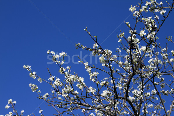 Blooming apple tree branch against the blue sky. Stock photo © mcherevan