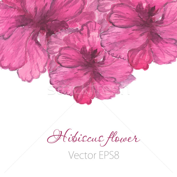 Foto stock: Aquarela · pintado · vetor · hibisco · flor · tropical · violeta