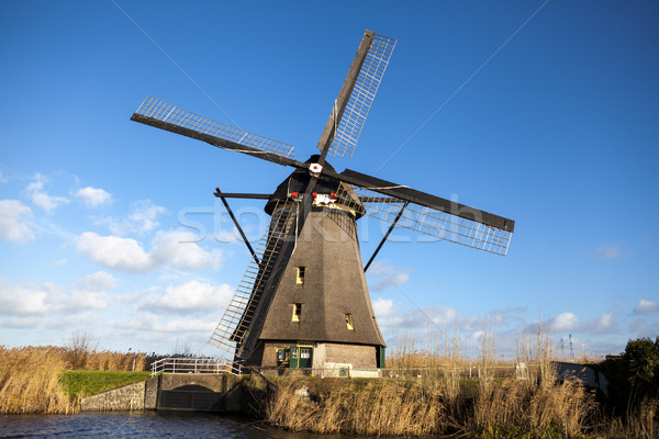 Thickets of a cane on the background of the Dutch wind mill. Stock photo © mcherevan