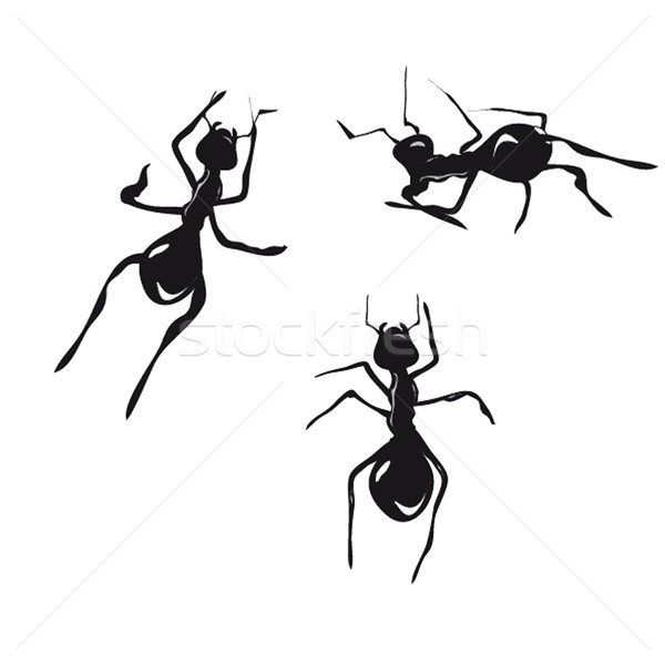 Foto stock: Formigas · vetor · flor · planta · cartão · branco