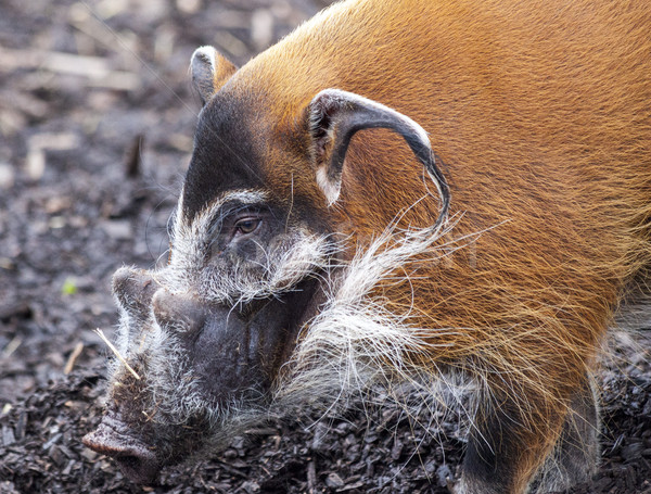 Muzzle boar closeup.Large male bush pigs looking for edible roots going into the ground. Stock photo © mcherevan