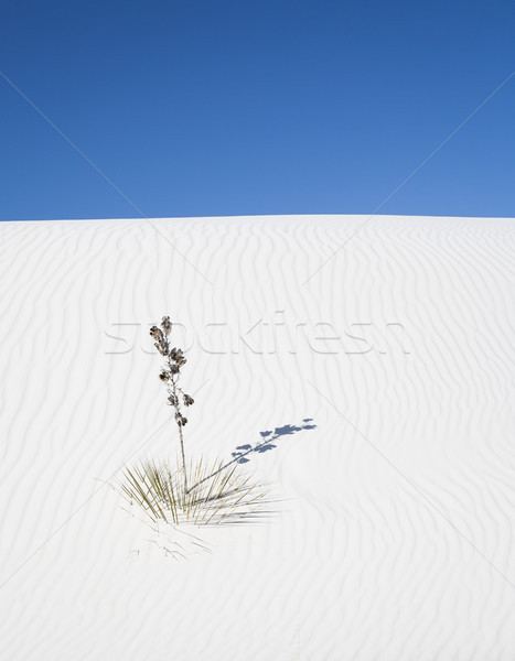 Beyaz kumul New Mexico ABD doğa mavi Stok fotoğraf © mdfiles