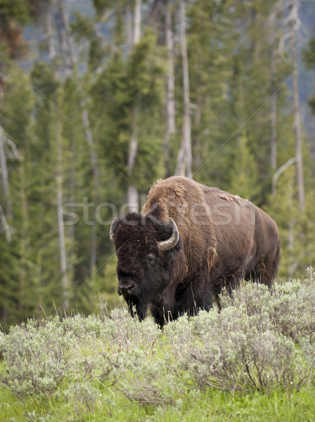 Bison Park Vereinigte Staaten Schwerpunkt vertikalen Stock foto © mdfiles