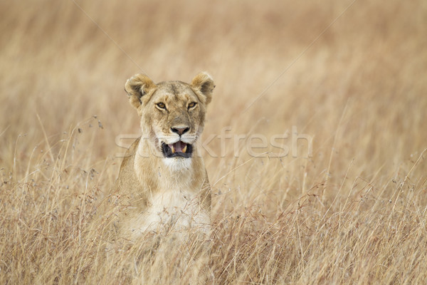 Erba riserva Kenia africa natura leone Foto d'archivio © mdfiles