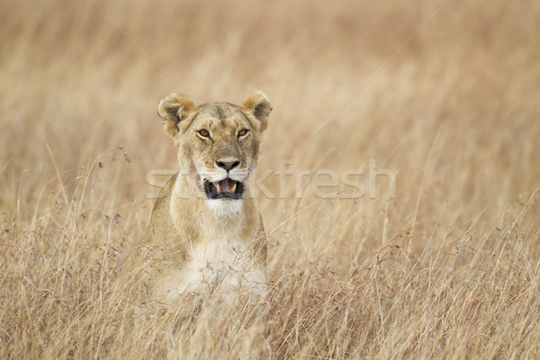 Foto stock: Grama · reserva · Quênia · África · natureza · leão