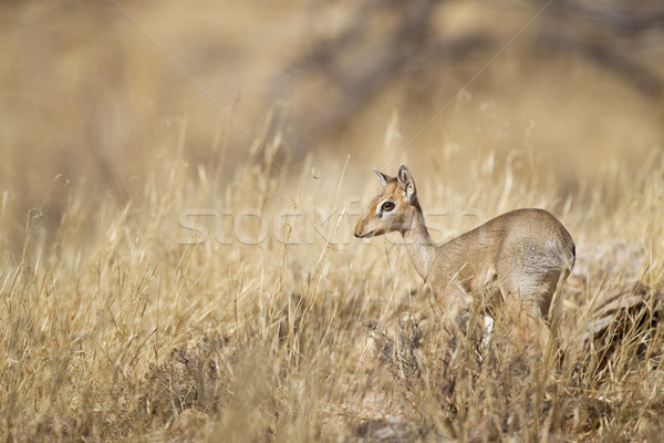 Stok fotoğraf: Küçük · rezerv · Kenya · çim · hayvan · odak