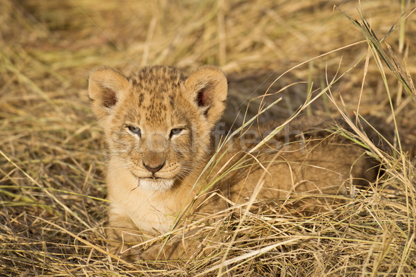 Leone riserva Kenia fauna selvatica Foto d'archivio © mdfiles