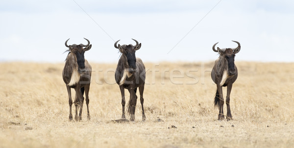 Three Wildebeests Stock photo © mdfiles