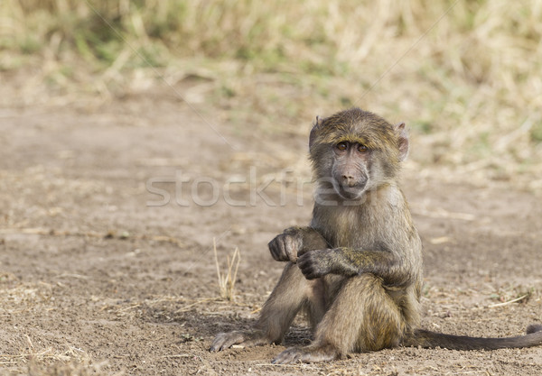 Piccolo scimmia giovani babbuino riserva Kenia Foto d'archivio © mdfiles