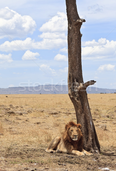 Maschio leone riposo piccolo ombra albero Foto d'archivio © mdfiles