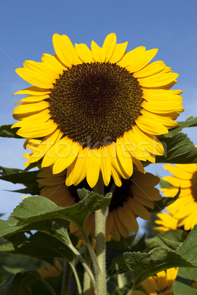 Sunflower Stock photo © mdfiles
