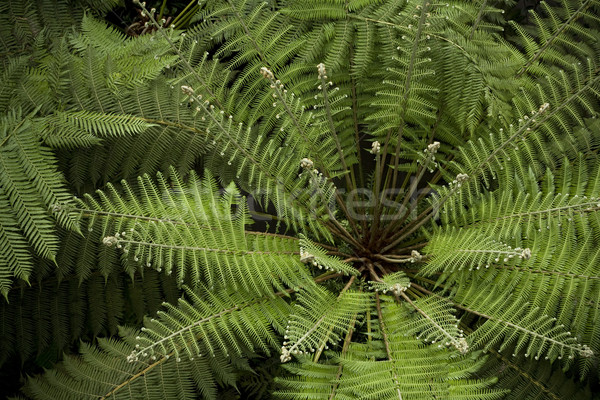 Foto stock: Verde · topo · ver · grande · árvore · feto