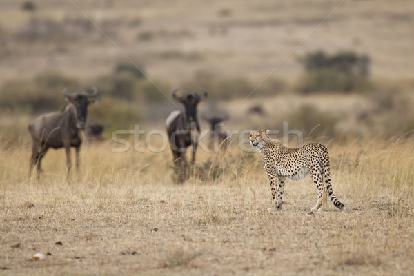 Cheetah with Wildebeests Stock photo © mdfiles