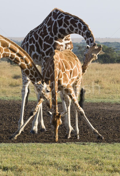 Giraffe tre gioco riserva repubblica Kenia Foto d'archivio © mdfiles