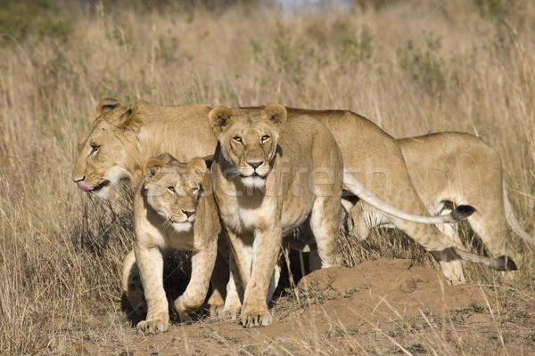 Pride of lions Stock photo © mdfiles