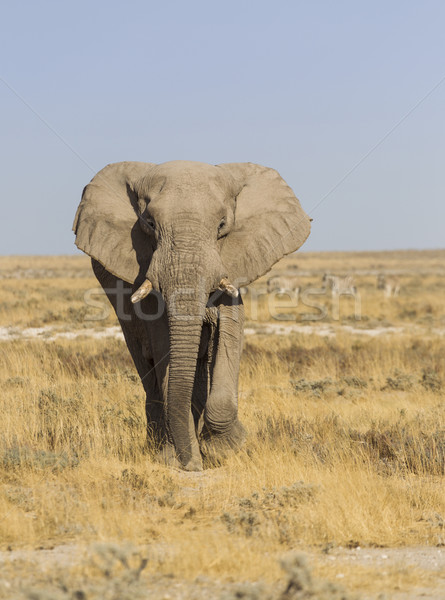 Afrikai elefánt óriási alföld park Namíbia déli Stock fotó © mdfiles