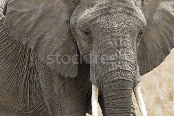 African Elephant Stock photo © mdfiles