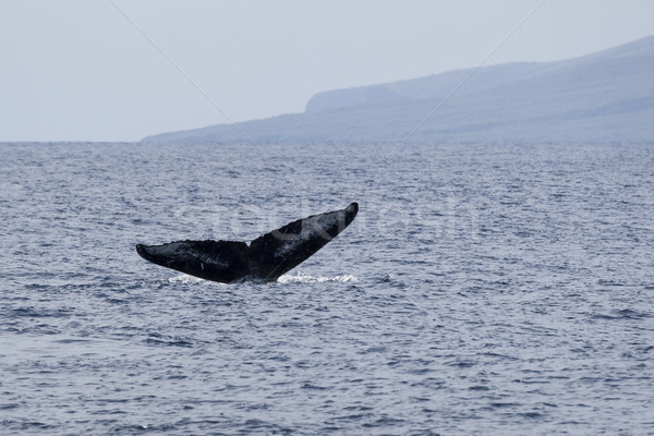 Immersione coda balena settentrionale mare Ocean Foto d'archivio © mdfiles