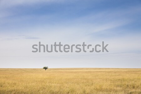 Serengeti magányos fa óriási alföld Tanzánia Stock fotó © mdfiles