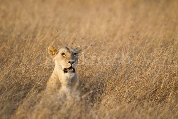 Lioness Stock photo © mdfiles