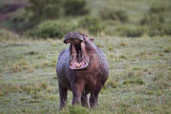 Hippopotamus Stock photo © mdfiles