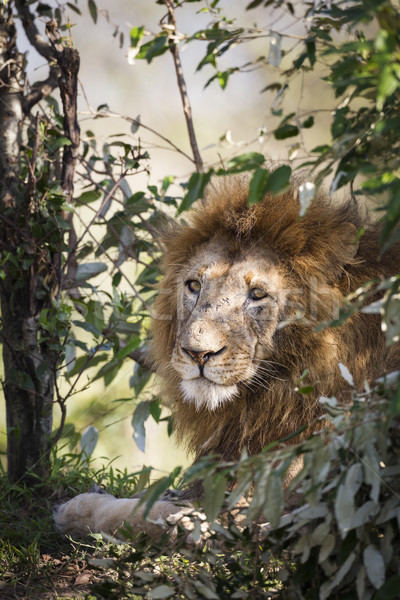 Male Lion Stock photo © mdfiles