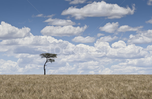 Albero soffice nubi repubblica Kenia cielo Foto d'archivio © mdfiles