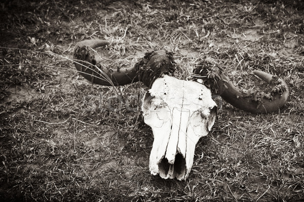 Foto d'archivio: Morte · cranio · savana · repubblica · Kenia