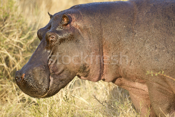 Suaygırı dev kafa rezerv Kenya Stok fotoğraf © mdfiles